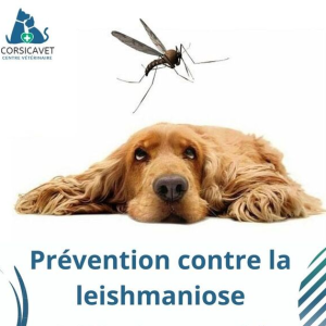 Prévention contre la LEISHMANIOSE
