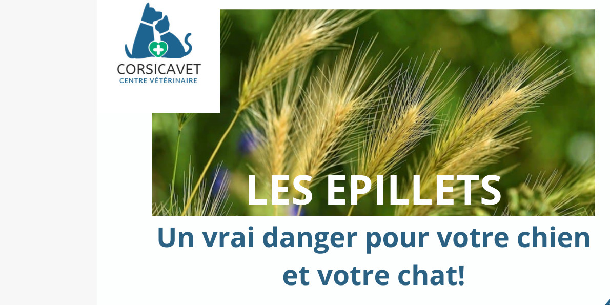 LES EPILLETS: Un vrai danger pour nos animaux de compagnie
