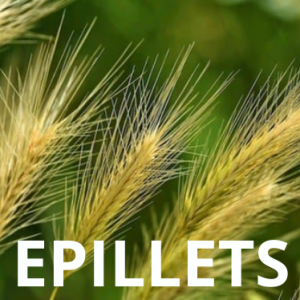 LES EPILLETS: Un vrai danger pour nos animaux de compagnie