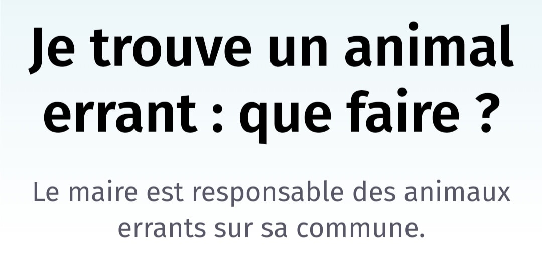 🔍🐺 Je trouve un animal errant : que faire ⁉️