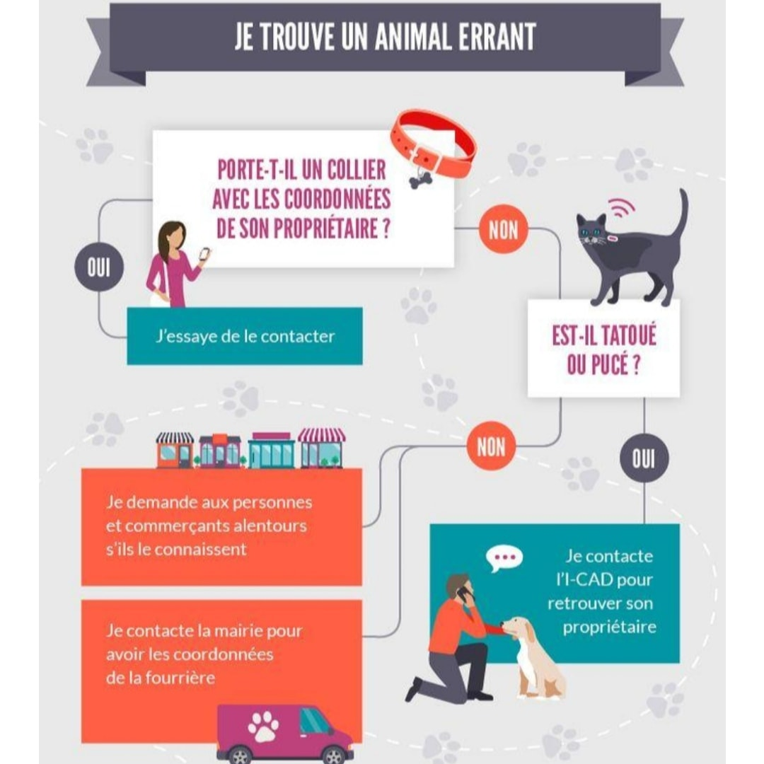 🔍🐺 Je trouve un animal errant : que faire ⁉️