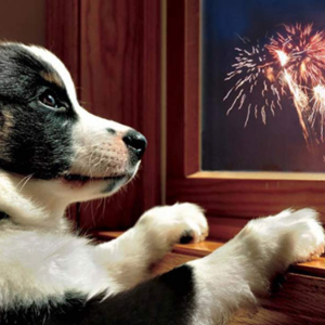 FEU D'ARTIFICE : comment aider nos animaux de compagnie