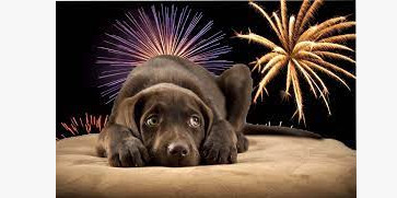 FEU D'ARTIFICE : comment aider nos animaux de compagnie