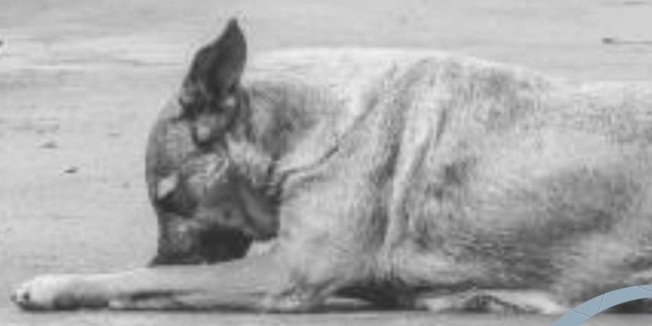 🌎 Journée Internationale du Chien Errant 🌍