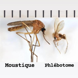 Dépistage LEISHMANIOSE