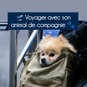 Comment choisir la cage de transport de notre animal ? ✈️🚢🚂🚙💨💨💨