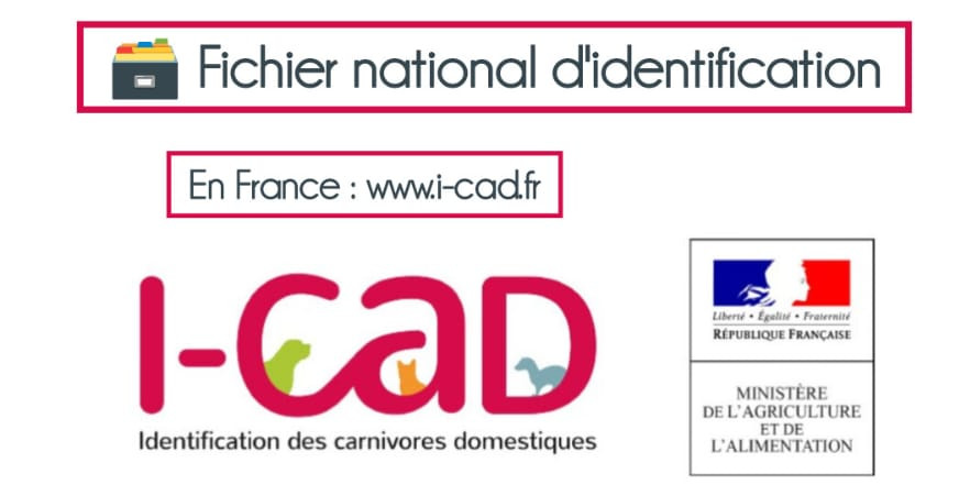 L'identification des carnivores domestiques est elle obligatoire ?