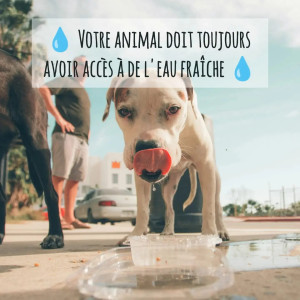 ☀️ CANICULE, comment faire face ? 🌡️