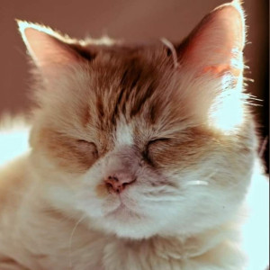 Le chat senior