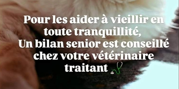 Le chat senior