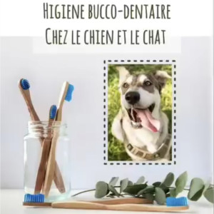 🐾 Le brossage de dents 🪥 🦷