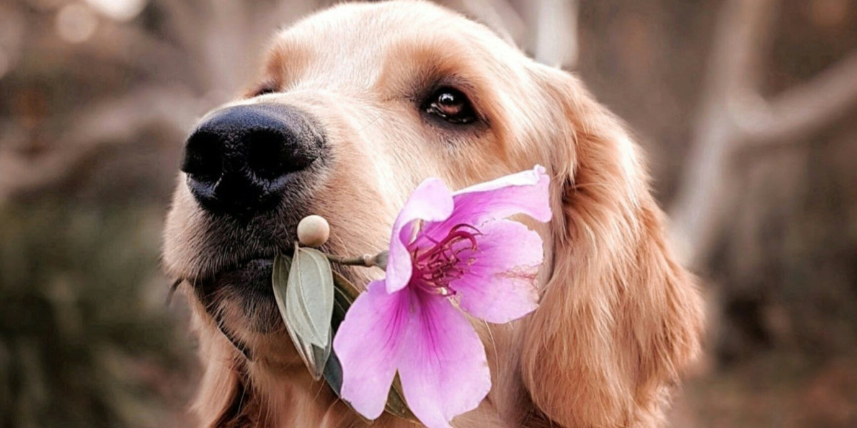 VET NURSE DAY