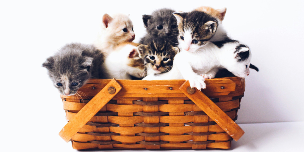 Adopter c'est pour la vie