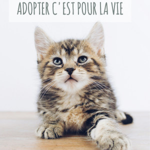Adopter c'est pour la vie
