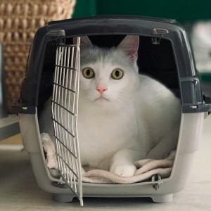 🐈‍⬛ La visite chez le vétérinaire