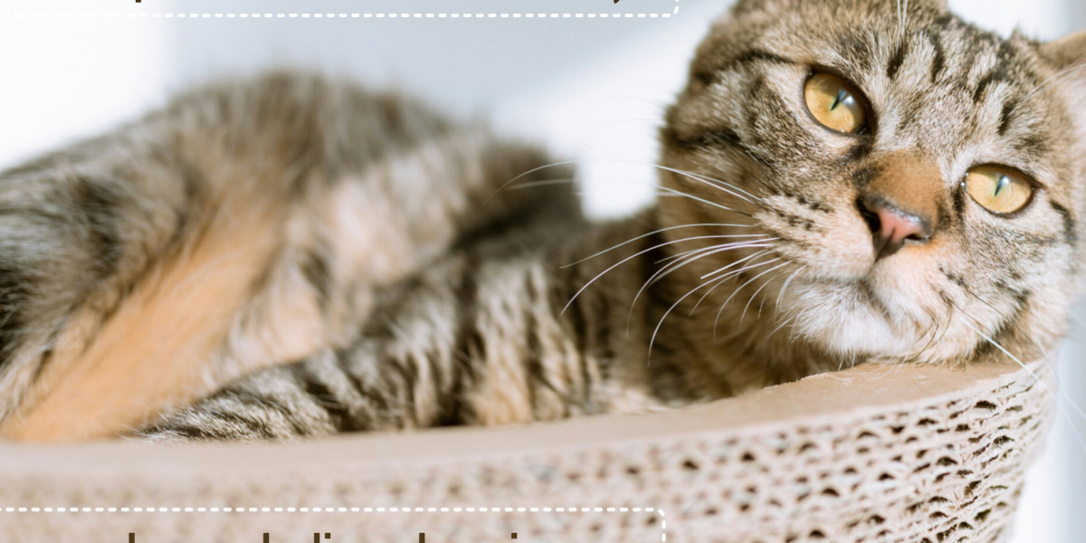 🐈‍⬛ La visite chez le vétérinaire