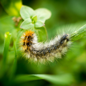 🐛 La chenille processionnaire