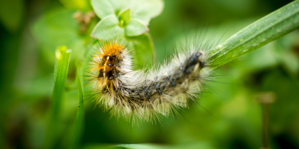 🐛 La chenille processionnaire