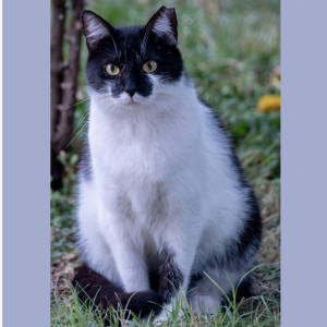 🥞 L'obésité chez le chat