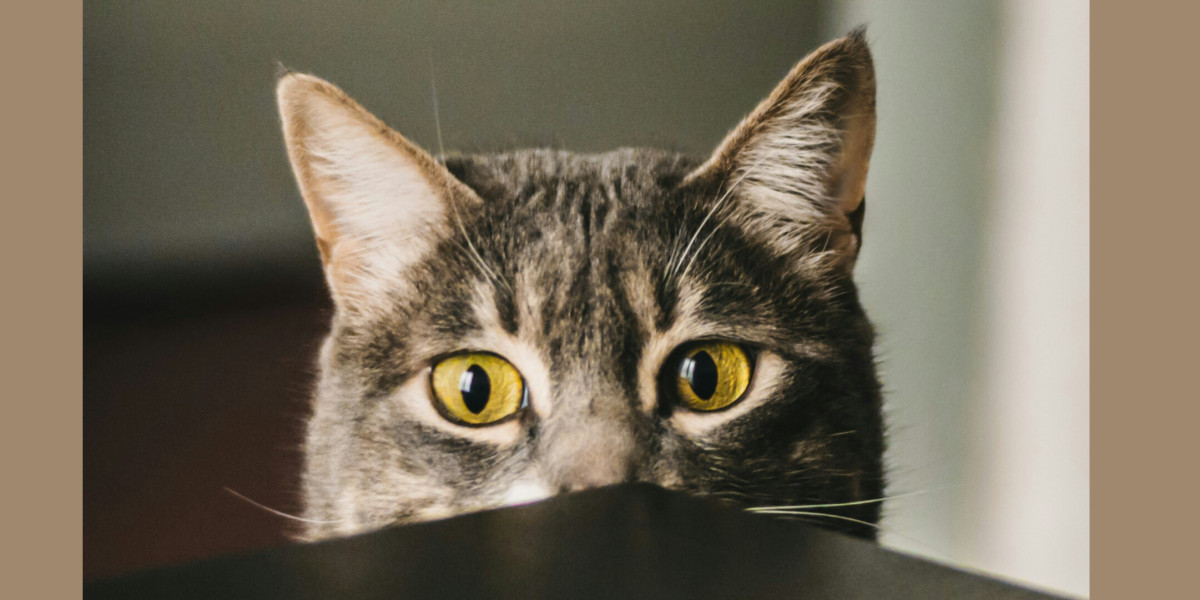 🥞 L'obésité chez le chat