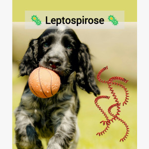 🦠 Leptospirose