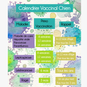 💉 Calendrier vaccinal du CHIEN