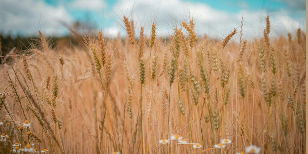 🌾 Les épillets sont de retour!!!