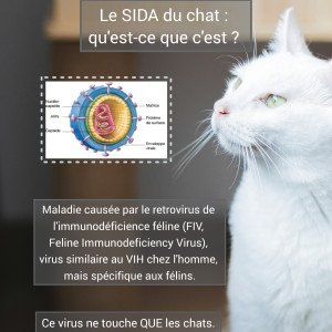 🦠 Le SIDA du chat