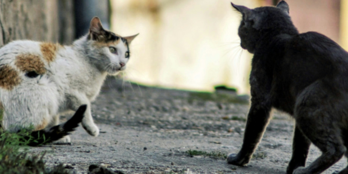 🦠 Le SIDA du chat