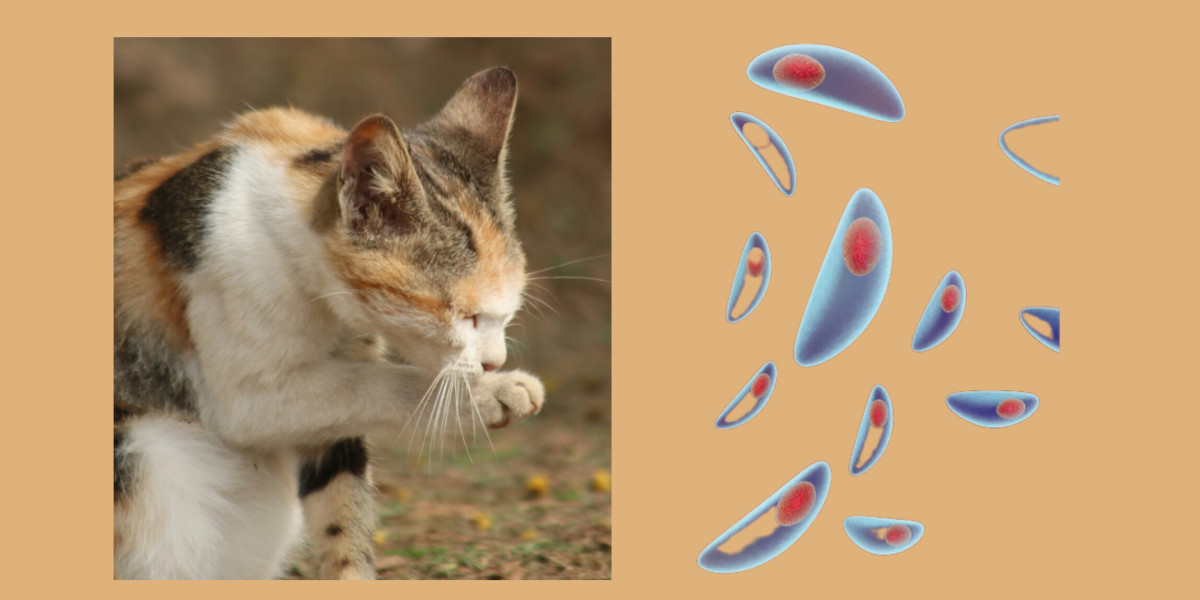 🦠 La Toxoplasmose