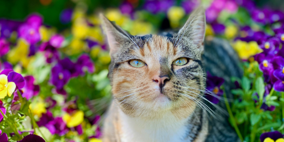 Les allergies