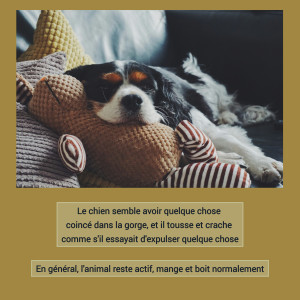 🦠 La Toux de Chenil