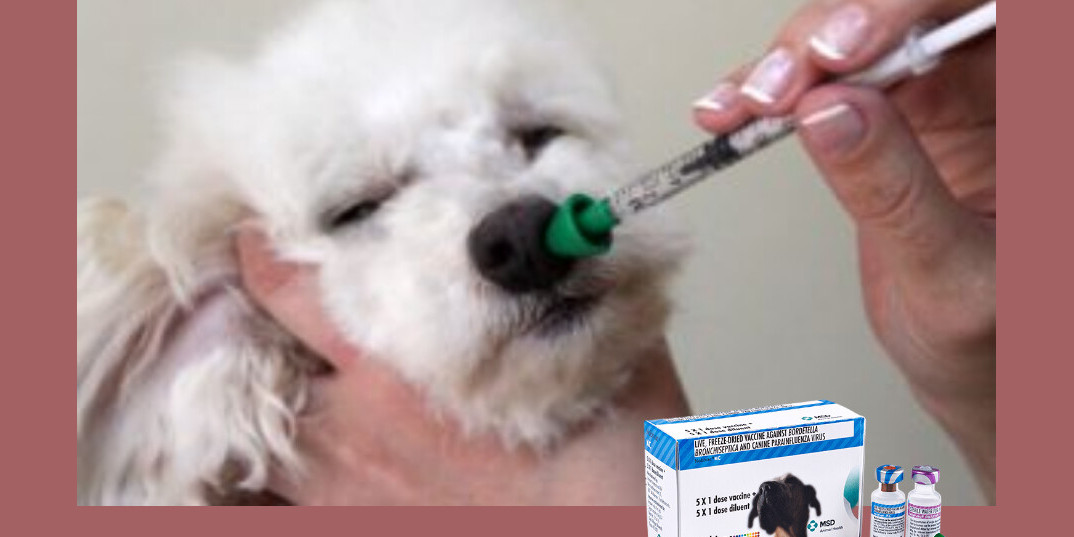 🦠 La Toux de Chenil