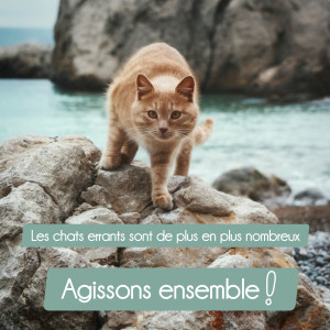 La grande problématique des colonies de chats errants