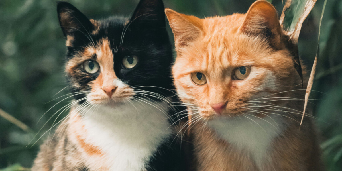 La grande problématique des colonies de chats errants