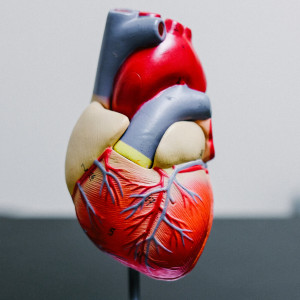 L'hypertension féline