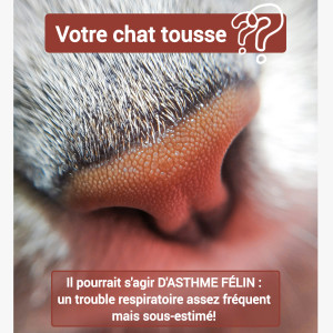 L'asthme Félin