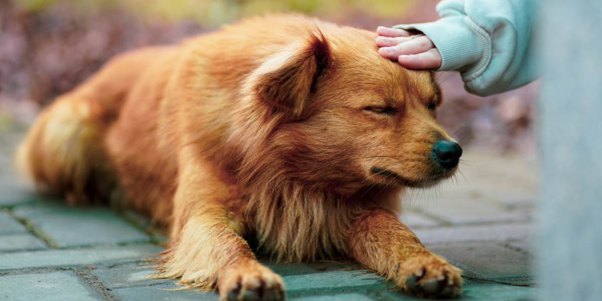 Gastrite Aiguë chez mon chien