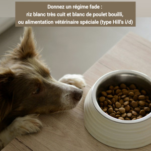 Gastrite Aiguë chez mon chien