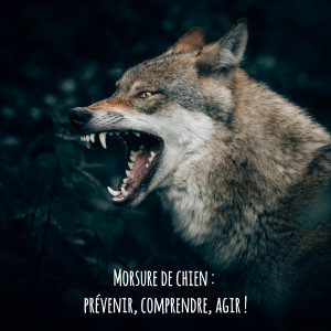 Morsure de chien 🐕‍🦺