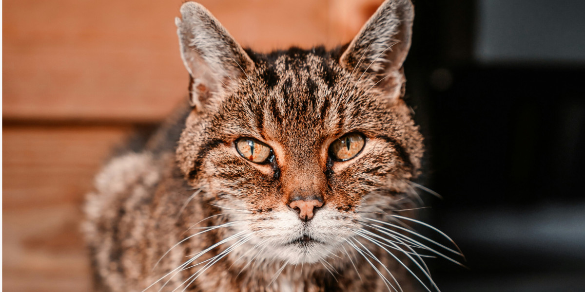 Hyperthyroïdie chez le chat 🐾