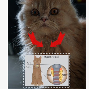 Hyperthyroïdie chez le chat 🐾