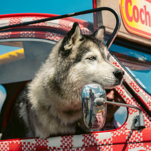 Voyager avec son animal de compagnie 🚙🐾💨💨