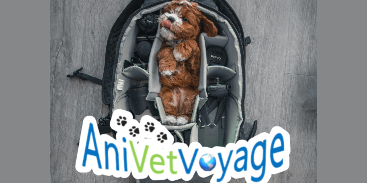 Voyager avec son animal de compagnie 🚙🐾💨💨