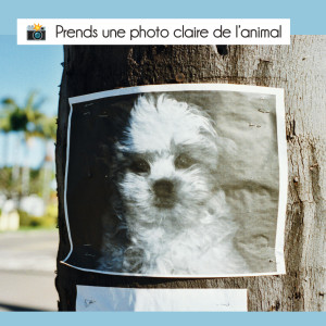 🔎 Chien/chat perdu ❓