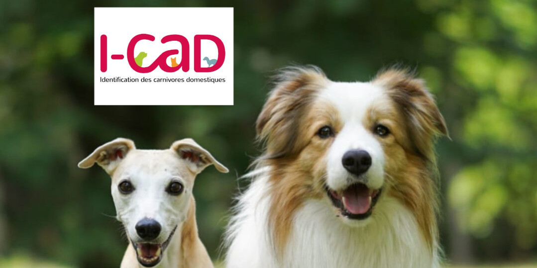 🔎 Chien/chat perdu ❓