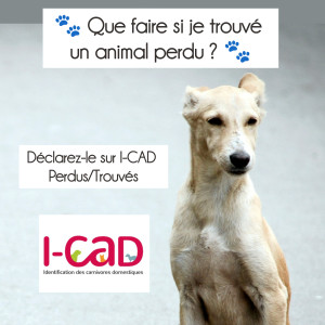 🔎 Je trouve un animal perdu...  Quoi faire ❓