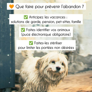🌍 Journée Mondiale contre l'abandon des animaux de compagnie 🌎