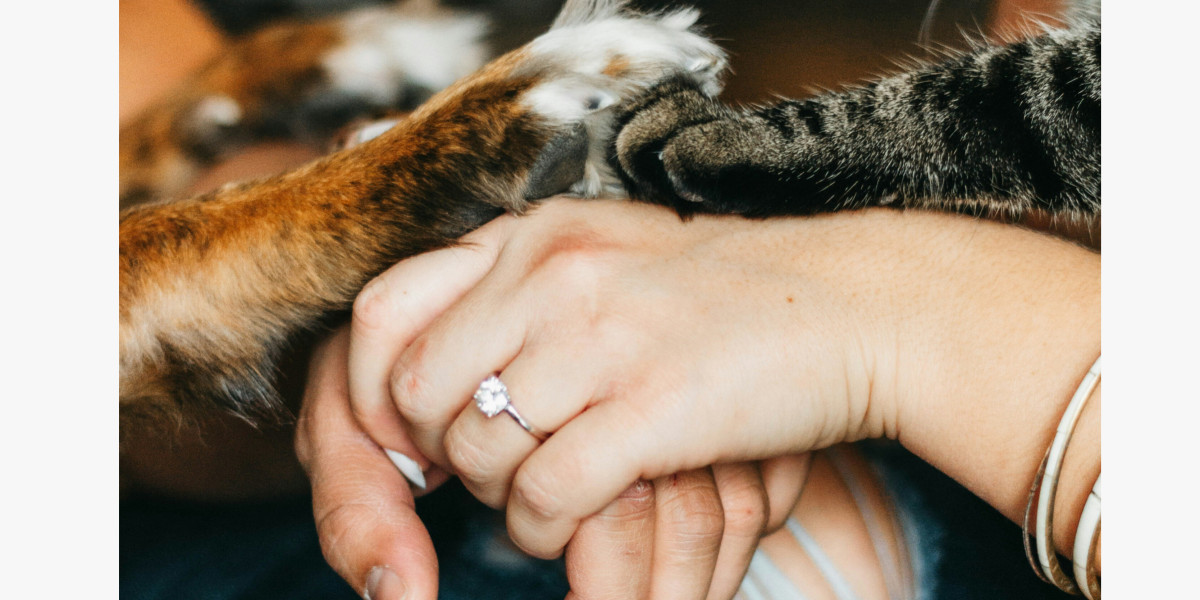 🌍 Journée Mondiale contre l'abandon des animaux de compagnie 🌎