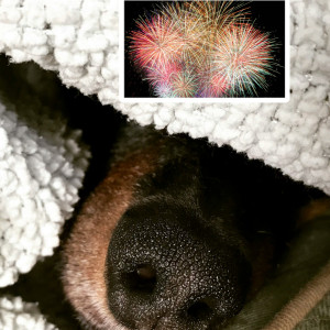 Les feux d'artifice 🧨